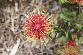 flowering plant in south africa close-up on blurred background