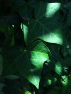 light rays on a green plant