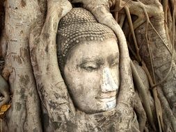 buddha head on tree root