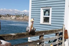 pelican on a wooden pier on the coast