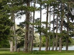 thuringian forest in summer