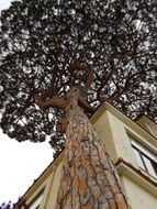 huge tree near the gallery in sorrento