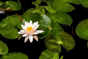 White and yellow beautiful flower on the water