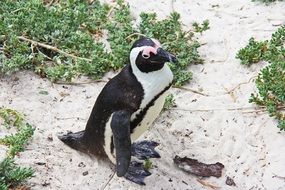 cute little penguin on the sand