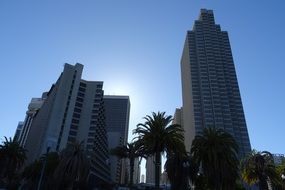 palm trees near skyscrapers in san francisco