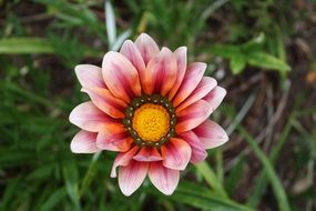 flora of Cape Town, south africa