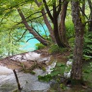 trees on a lake coast