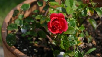 pot red rose