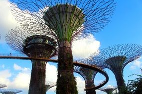 exotic trees in a nature park in singapore