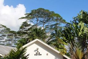 tree crown above the roof