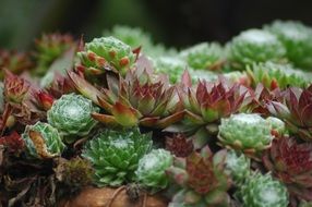 Sempervivum Garden