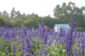 blooming lavender on a field in a small town