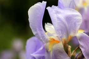 Violet iris flowers