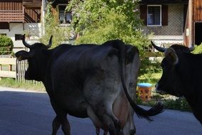 cows on the street