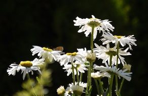 bouquet of fresh daisies in a vase