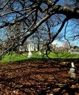 tombstone under tree branches