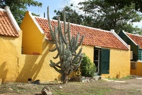 Big Cactus near the yellow buildings