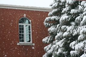 tree in the snow near the church