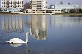 Swan on Lake