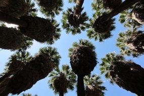 Bottom view of the green palms at blue sky