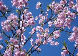 blooming cherry on a background of blue sky