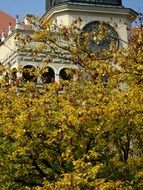 castle behind a tree with yellow leaves