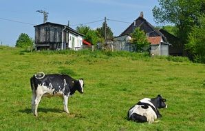 idyllic rural landscape on a sunny day