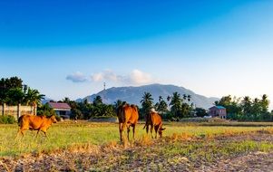 cattle in the paddy field