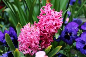 strikingly beautiful Purple and Pink Flowers