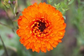 orange autumn flower
