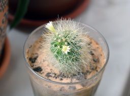 Mammillaria Cactus