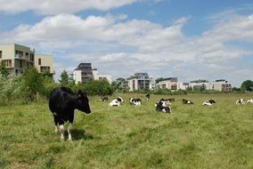 a herd of cows lies in a green meadow