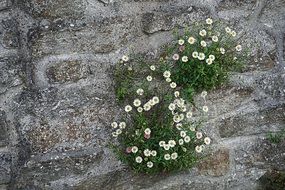 growing white flowers on a wall