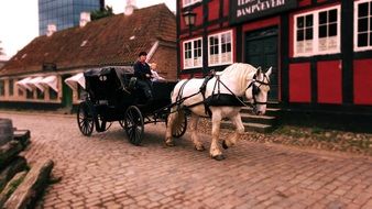 horse drawn in a carriage on the island of Bornholm, Denmark