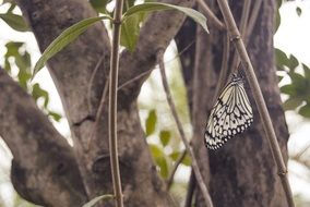 white tropical butterfly