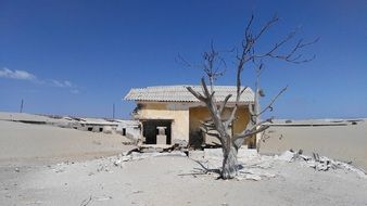 dry tree near the building in the sand