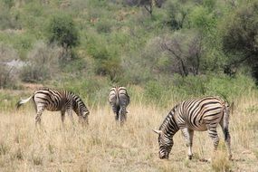 zebras in the park of Johannesburg