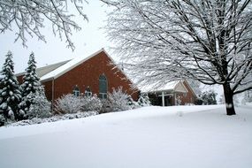 trees near the church in winter