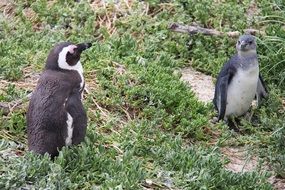 Ñute penguins in the grass