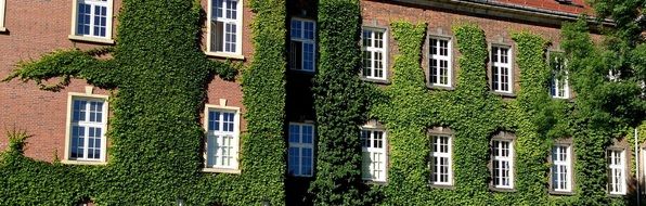 bicck wall of Wawel Castle, overgrown with ivy, Poland, krakÃ³w