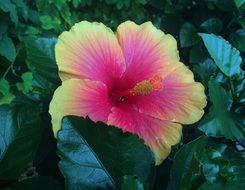 hibiscus flower yokosuka
