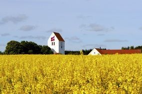church over a field with yellow plants