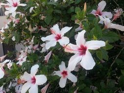 colorful flowers like a hedge