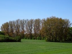 green nature in the rhine valley
