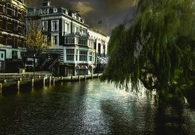 wide willow above channel, netherlands, Amsterdam
