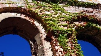 plants on the facade of the church