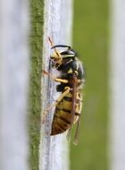 yellow black wasp