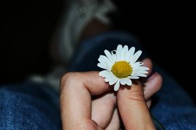 little daisy in a female hand