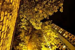 Hong Kong at night