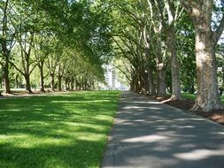 green Park Trees
